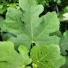 Pastilliere Fig -Plant Discount Store 20230829 105642
