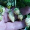 White Soul Alpine Strawberry 1 White Soul Alpine Strawberry -Plant Discount Store 270278300