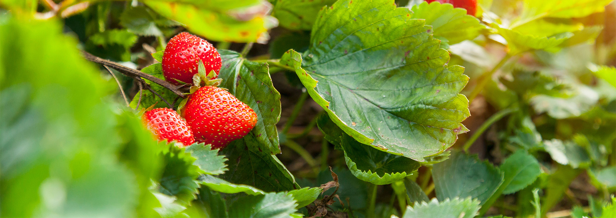 Plant Discount Store -Plant Discount Store 3