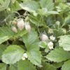 White Solemacher Alpine Strawberry -Plant Discount Store 360496280