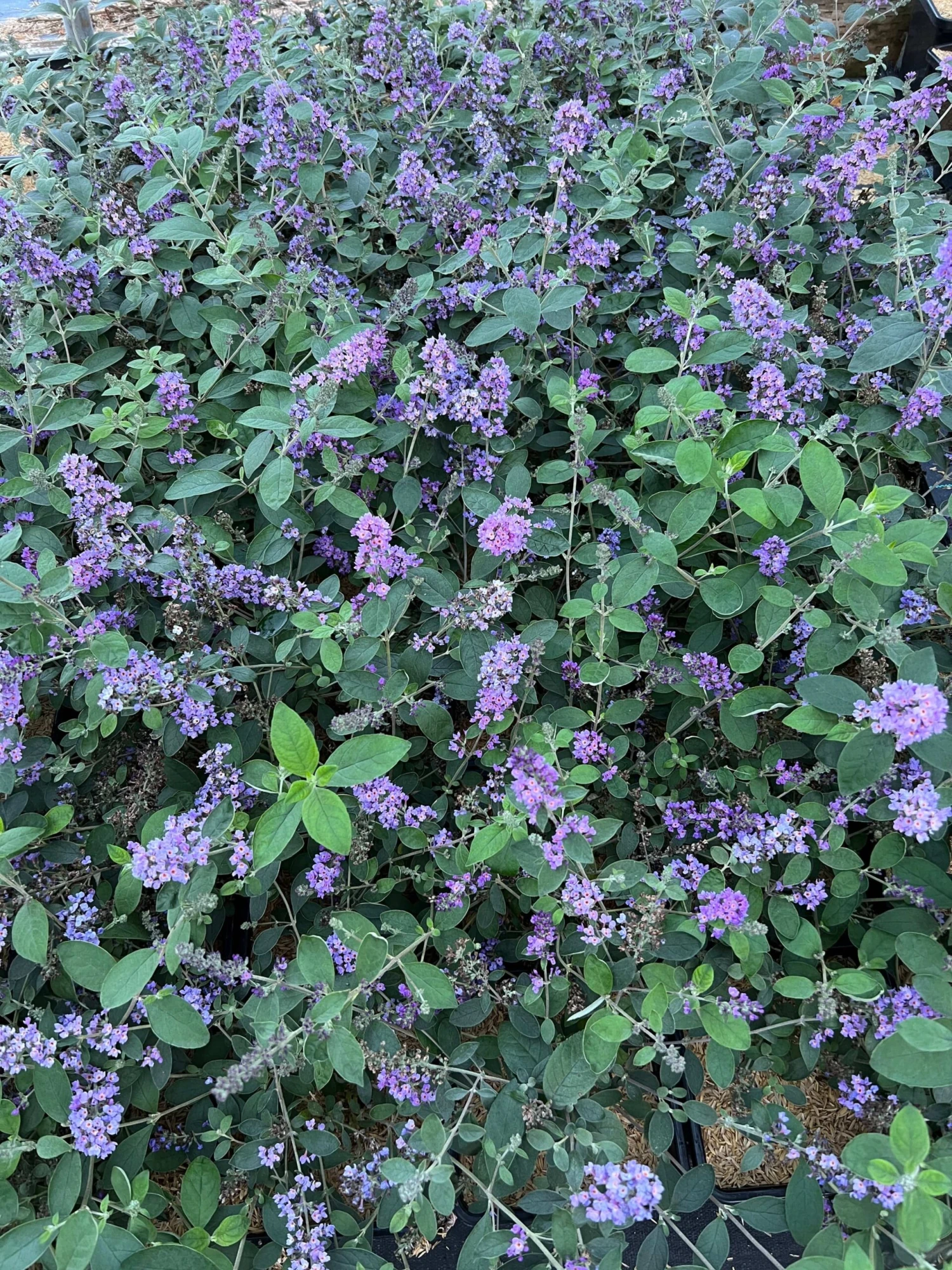 LO & BEHOLD® ‘Blue Chip Jr.’ 4 LO & BEHOLD® ‘Blue Chip Jr.’ - Image 2