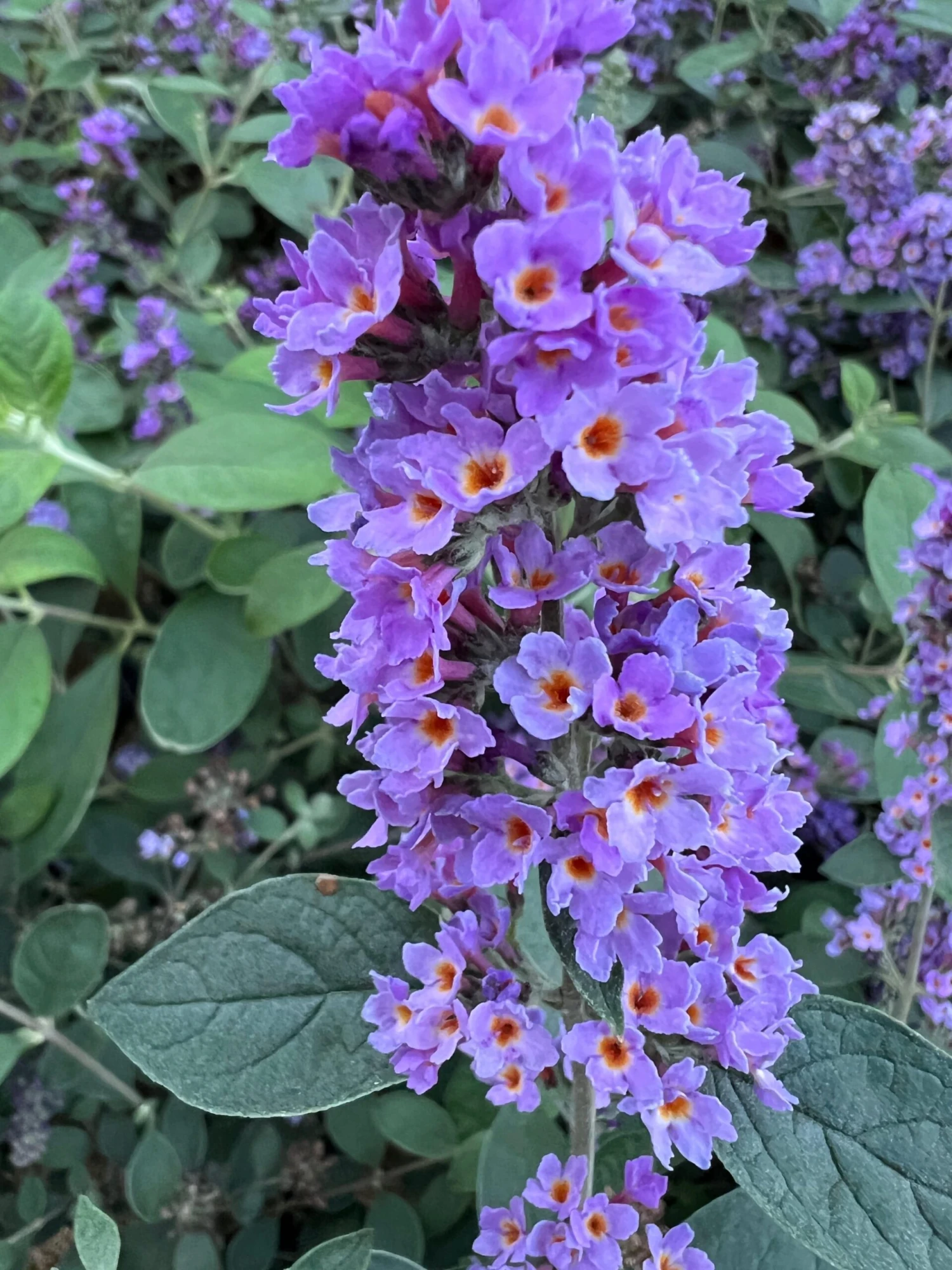 LO & BEHOLD® ‘Blue Chip Jr.’ 3 LO & BEHOLD® ‘Blue Chip Jr.’