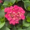 Akadama® Hydrangea -Plant Discount Store 6EBCE61B CE4C 4F6B 8678 B95F073336E6