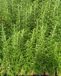 Finest Culinary Rosemary Bundle (6-Pack)