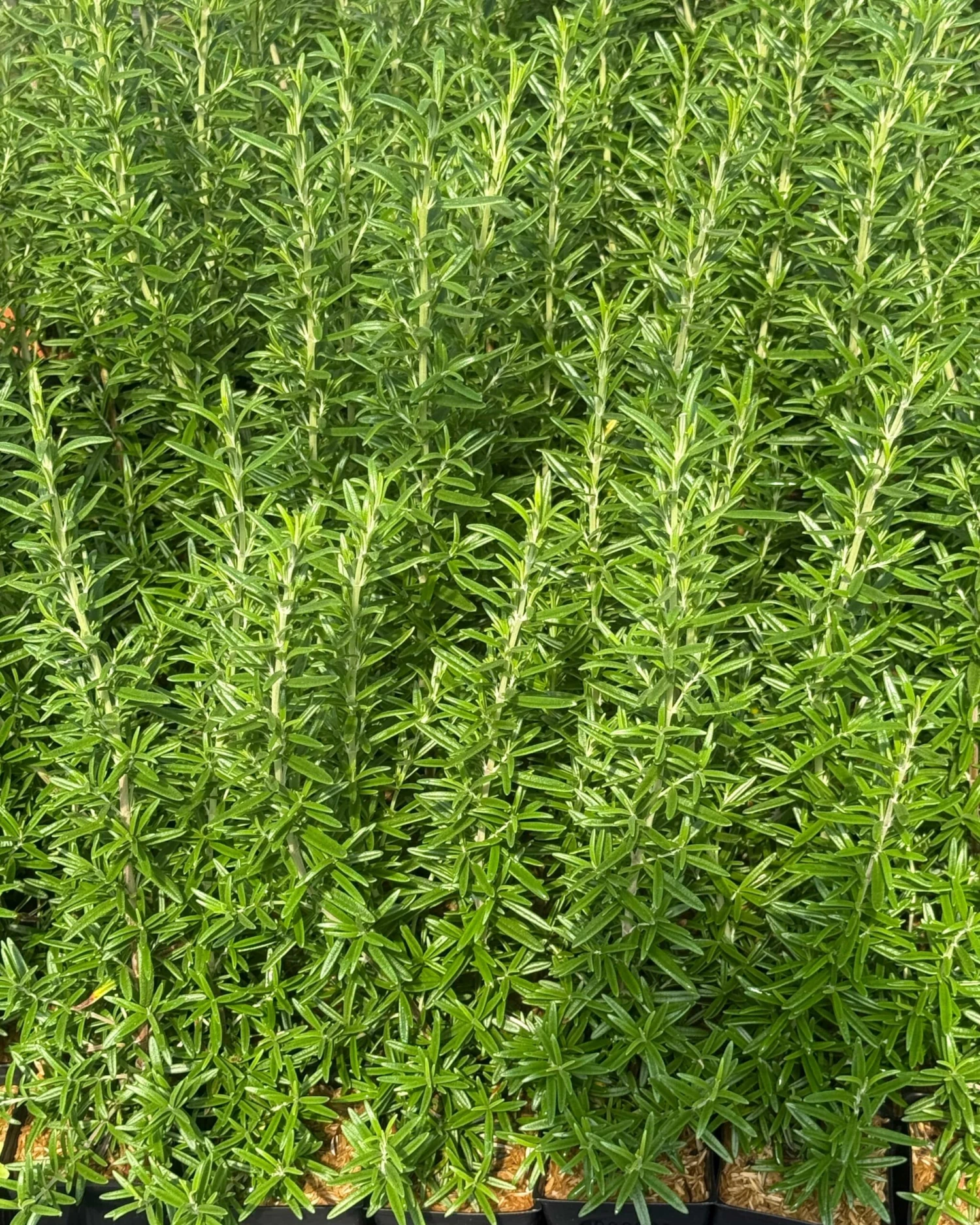 Finest Culinary Rosemary Bundle (6-Pack) 3 Finest Culinary Rosemary Bundle (6-Pack)