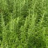 Spice Island Rosemary -Plant Discount Store 8560DB42 065D 4D38 A1B8 356A5D464A90