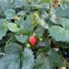 Bushel And Berry® Rosy Belle™ Strawberry 1 Bushel And Berry® Rosy Belle™ Strawberry -Plant Discount Store B4610920 DAB7 47E9 9915 FD07EF4AC1FA
