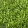 Barbecue Rosemary 2 Barbecue Rosemary -Plant Discount Store CDEDA794 1ADE 4AE5 94F1 6B75A645EC7F