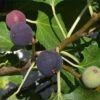 Hardy Chicago Fig 2 Hardy Chicago Fig -Plant Discount Store Chicago Hardy Fig Tree 1000x1000 c