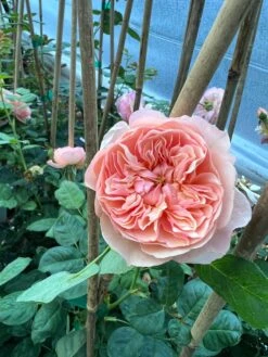 FLAVORETTE™ Honey-Apricot Rose -Plant Discount Store D523EFDA 5A0E 479B 842A 2757DCD6376E