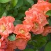 Double Take® Peach Flowering Quince -Plant Discount Store DoubleTakePeachChaenomeles