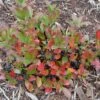 Ground Hug Aronia -Plant Discount Store GroundHugChokeberryCopyright2