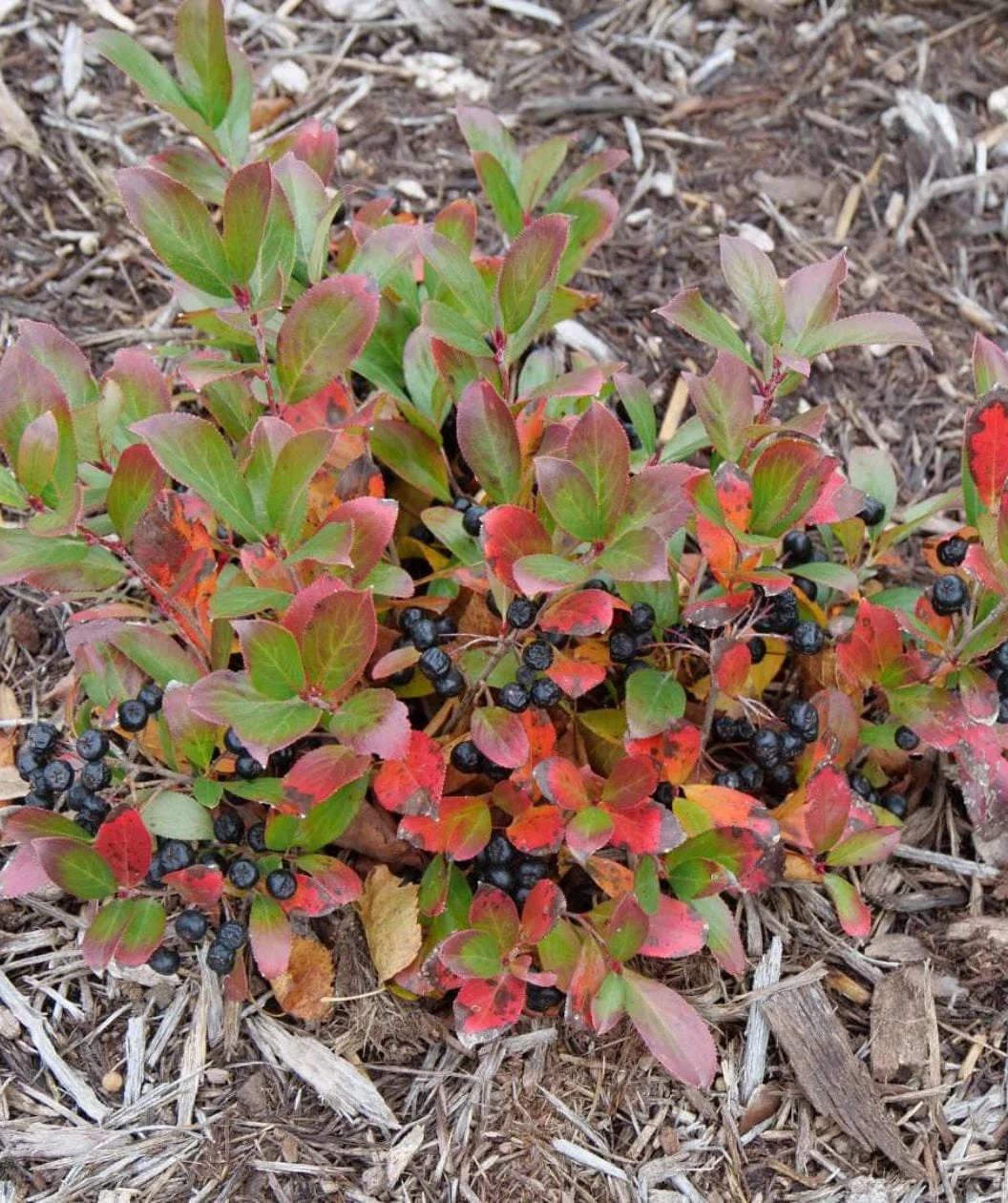 Ground Hug Aronia 3 Ground Hug Aronia