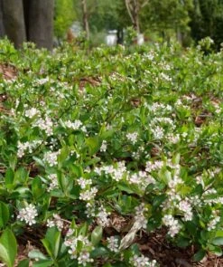 Ground Hug Aronia 7 Ground Hug Aronia -Plant Discount Store GroundHugChokeberryCopyright4
