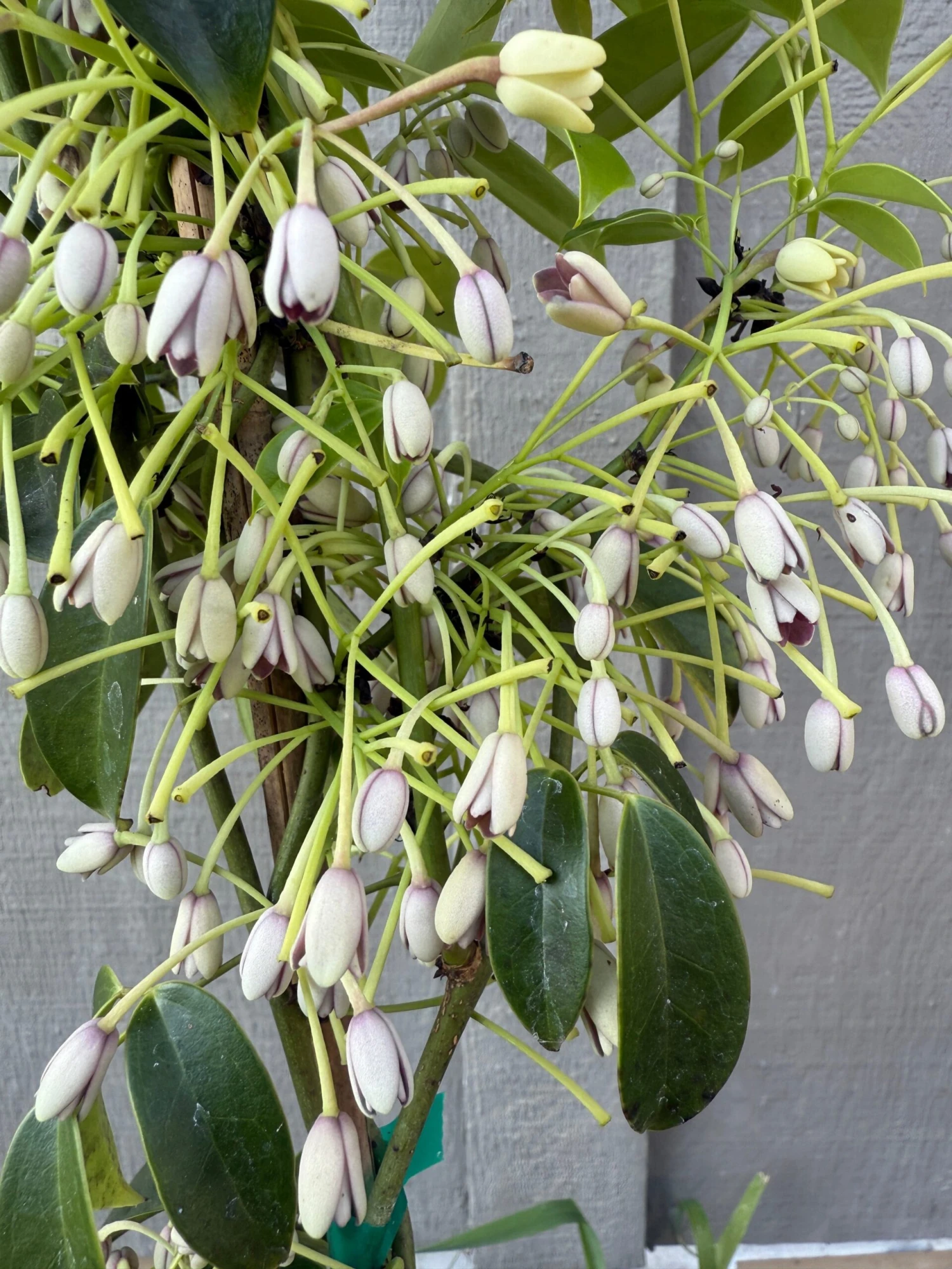 China Blue Vine (Purple) 4 China Blue Vine (Purple) - Image 2