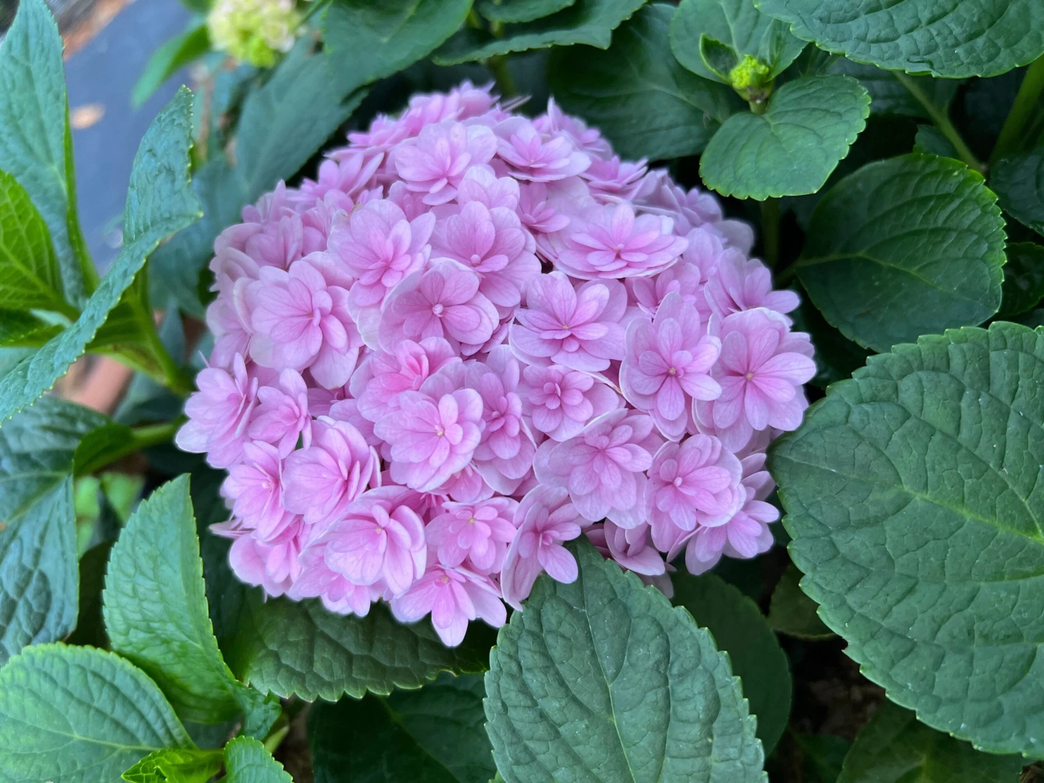Double Down® Hydrangea 3 Double Down® Hydrangea - Image 2