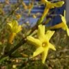 Winter Jasmine -Plant Discount Store Jasminum nudiflorum 1