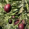 Leccino Olive -Plant Discount Store Olive Leccino 1