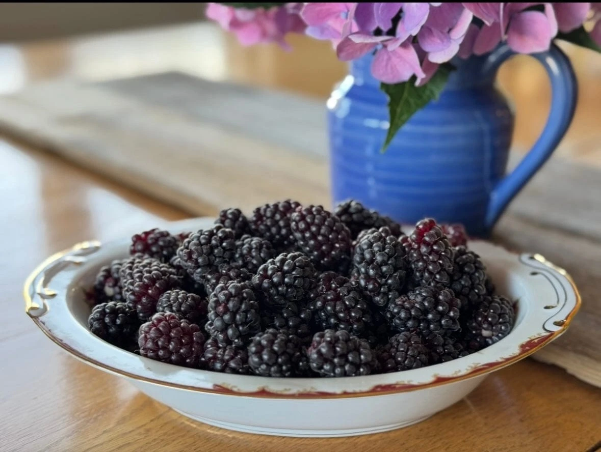 Olympic Berry 4 Olympic Berry - Image 2