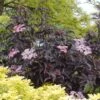 Black Beauty Elderberry -Plant Discount Store Sambucus Nigra Black Beauty 1