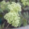 Lemony Lace® Elderberry -Plant Discount Store SambucusLemonyLace3