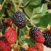 Thunderhead Blackberry -Plant Discount Store ThunderheadBlackberry