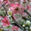 Toyo Nishiki Flowering Quince 2 Toyo Nishiki Flowering Quince -Plant Discount Store ToyoNishikiimage