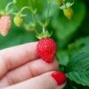 Reine Des Vallees Alpine Strawberry 1 Reine Des Vallees Alpine Strawberry -Plant Discount Store alpinestrawberry 1