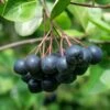 Viking Aronia -Plant Discount Store aronia 4 1