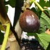 Beall Fig -Plant Discount Store beall 1 1