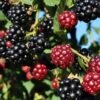 Arapaho Thornless Blackberry -Plant Discount Store blackberry