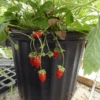 Bowlenzauber Alpine Strawberry -Plant Discount Store bowlenzauber