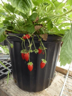 Bowlenzauber Alpine Strawberry