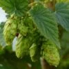Brewer's Gold Hops -Plant Discount Store brewers gold hops