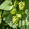 Cascade Hops