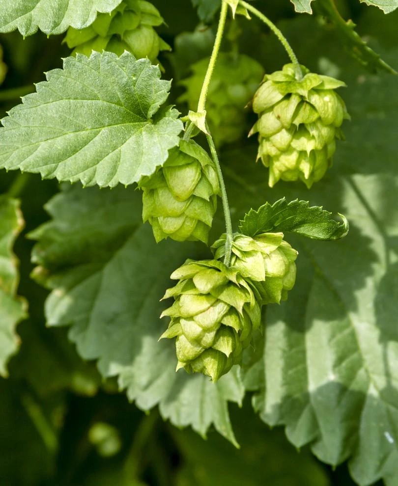 Cascade Hops 3 Cascade Hops