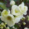 Double Take Eternal Whiteâ„¢ Flowering Quince 1 Double Take Eternal Whiteâ„¢ Flowering Quince -Plant Discount Store dtew 1
