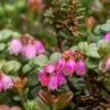Dwarf Lingonberry -Plant Discount Store dwarf lingonberry