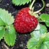 Marshall Strawberry 2 Marshall Strawberry -Plant Discount Store e470 marshall strawberry 1 1