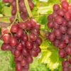 Einset Seedless Grape (Non Certified) -Plant Discount Store einset grape 1 648327ec 2c41 4396 a0ec 946aecfe0cb9