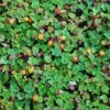 Emerald Carpet Raspberry -Plant Discount Store emeraldcarpet