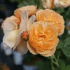 FLAVORETTE⢠Honey-Apricot Rose 1 FLAVORETTE⢠Honey-Apricot Rose -Plant Discount Store falvapri2