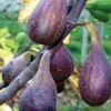 Nordland Fig -Plant Discount Store figs d353 nordland 1 1