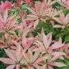 Forest Flame Pieris 1 Forest Flame Pieris -Plant Discount Store forestflame