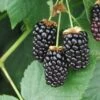 Galaxy Thornless Blackberry -Plant Discount Store galaxy