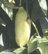 China Blue Vine (White)