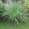 Lemon Grass -Plant Discount Store httpraintreenursery netplemon grass1 1 1