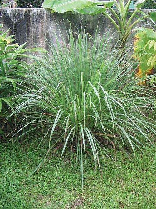 Lemon Grass 3 Lemon Grass