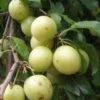 Yellow Roadside Plum -Plant Discount Store httpraintreenursery.netpc324