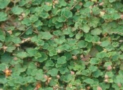 Emerald Carpet Raspberry -Plant Discount Store httpraintreenursery.netpemeraldcarpet2